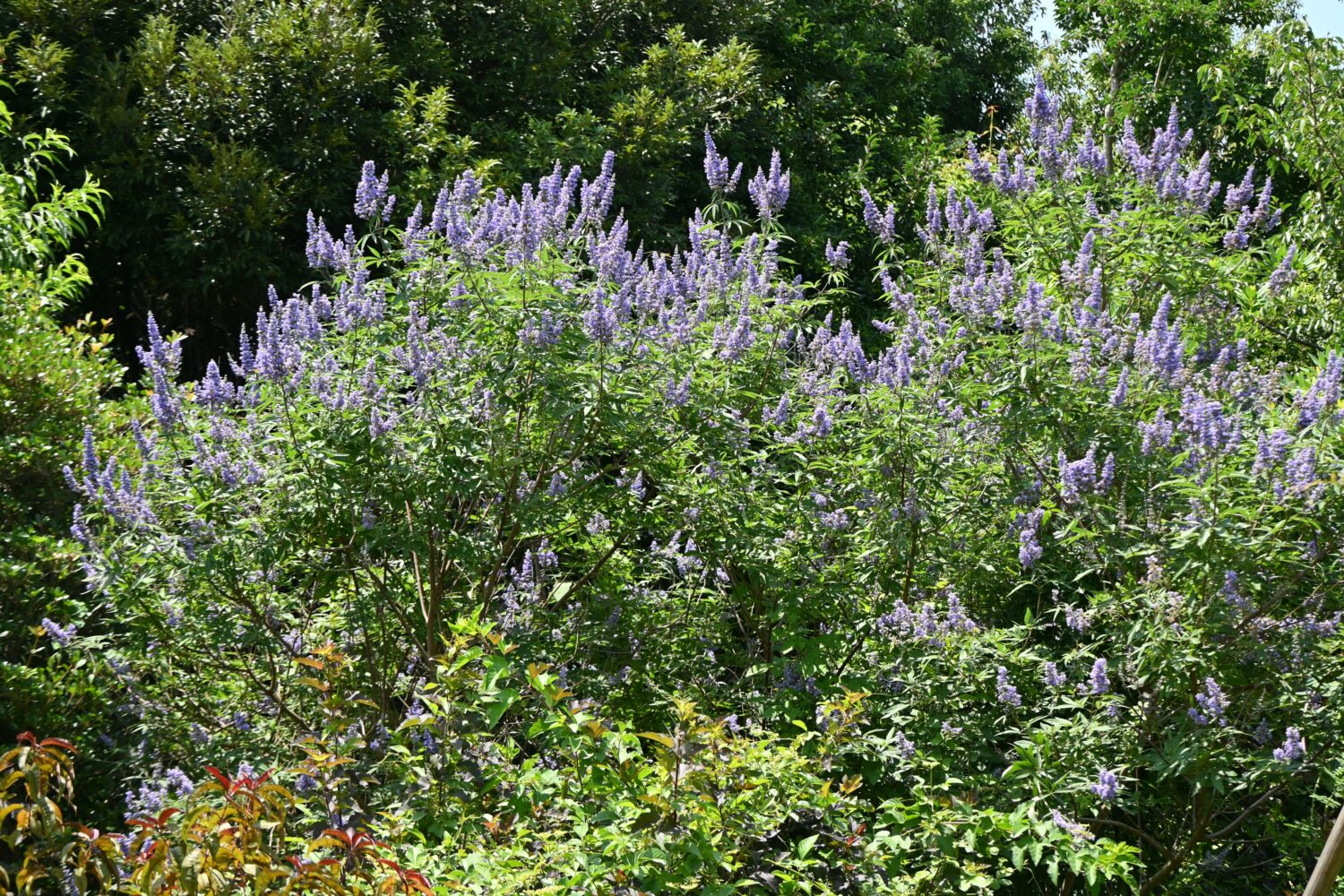 Fiori dell'albero casto (Vitex agnus-castus).  Arbusto deciduo delle Lamiaceae.  I fiori viola pallido a forma di labbro sbocciano in spighe dall'estate all'autunno.