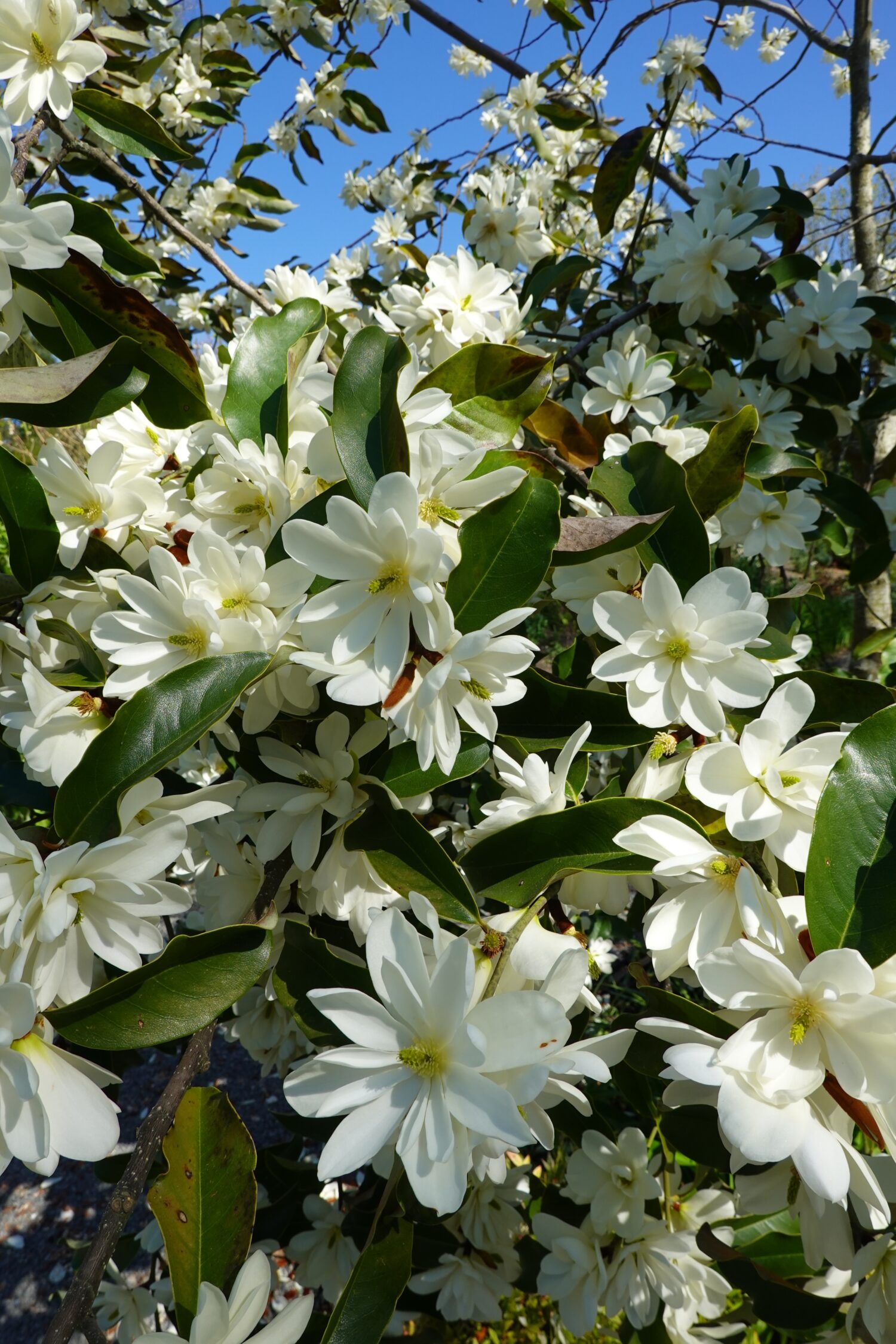 La Magnolia Sweet Bay è un albero a crescita rapida e longevo.  Ha un portamento eretto e può raggiungere un'altezza di circa 35 piedi.