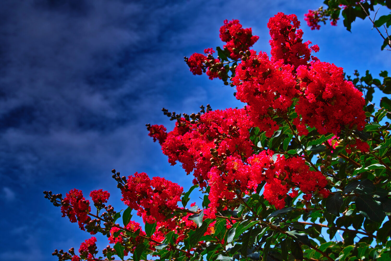 Grappoli di fiori rossi luminosi di mirto di crespo contro il cielo di fine estate