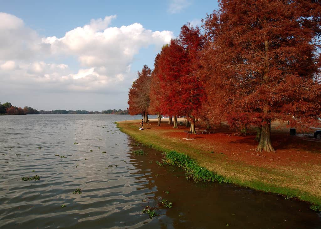 Vista di cipressi con foglie rosse presso University Lake, Baton Rouge, Louisiana, Stati Uniti
