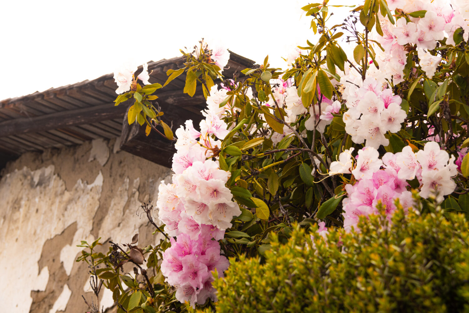 Bellissimi fiori che sbocciano a Monterey