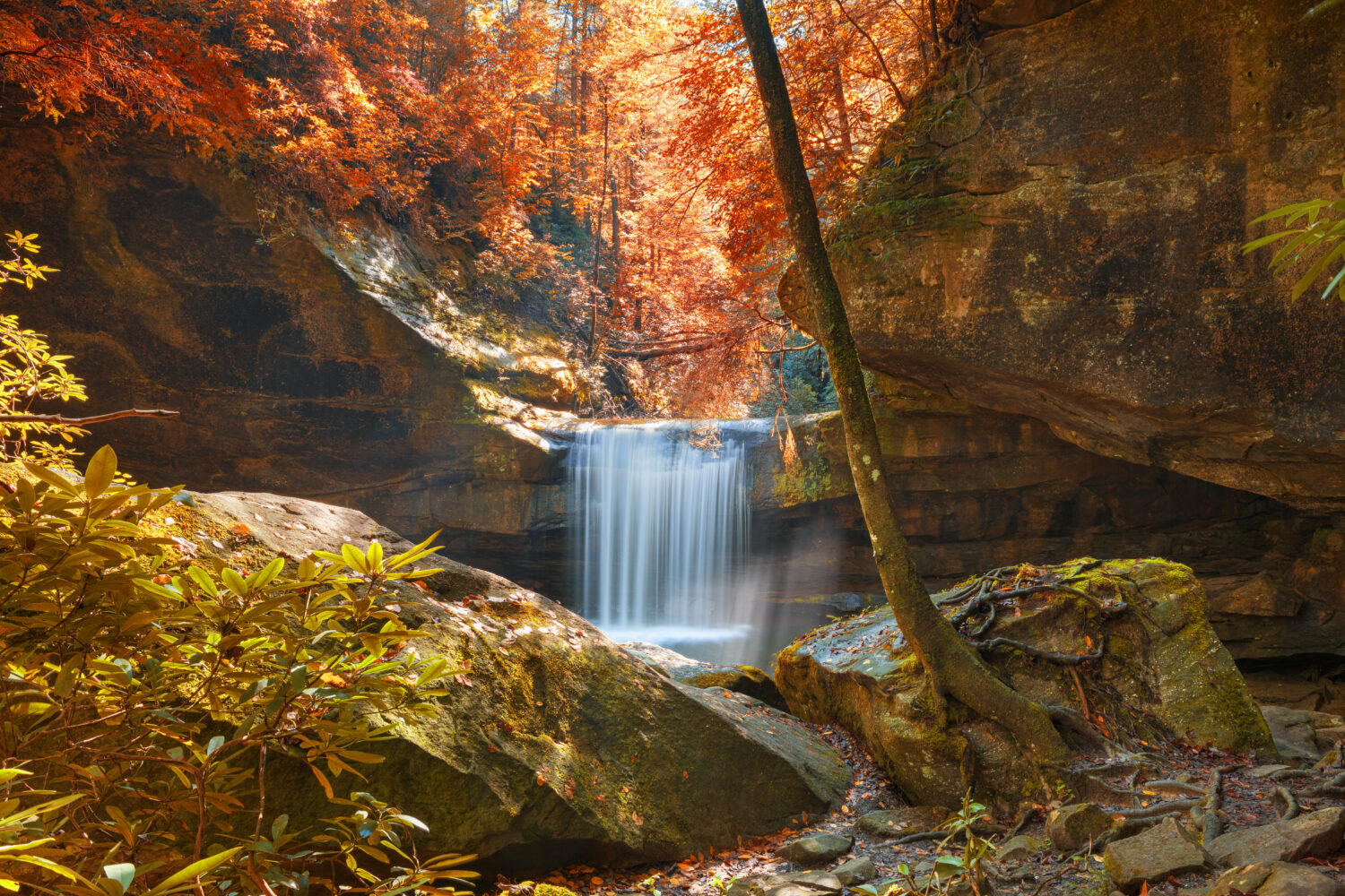 La macellazione di cani cade nella foresta nazionale di Daniel Boone, Kentucky, Stati Uniti.