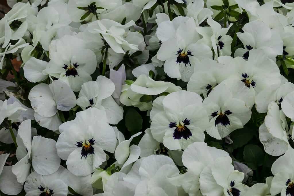 Fiori bianchi della pansé in un'aiuola in una giornata di sole.  Robusto e fiorito.  Viola del pensiero da giardino con petali bianchi.  Viola del pensiero ibrida.
