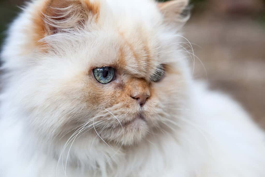 Primo piano del gatto himalayano con muso e occhi azzurri. Pelliccia bianca con punti di fiamma arancioni. Messa a fuoco selettiva con sfocatura dello sfondo