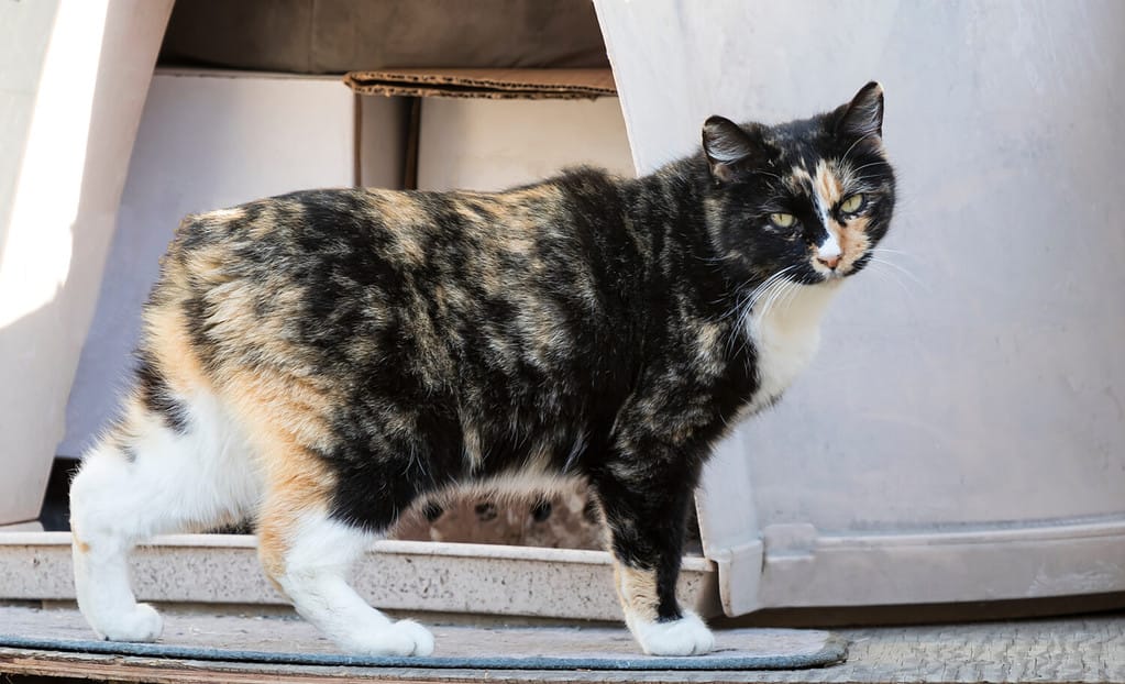 Il gatto Manx è una razza unica senza coda.  Un gatto di colore marrone, giallo e bianco senza immagine della coda.