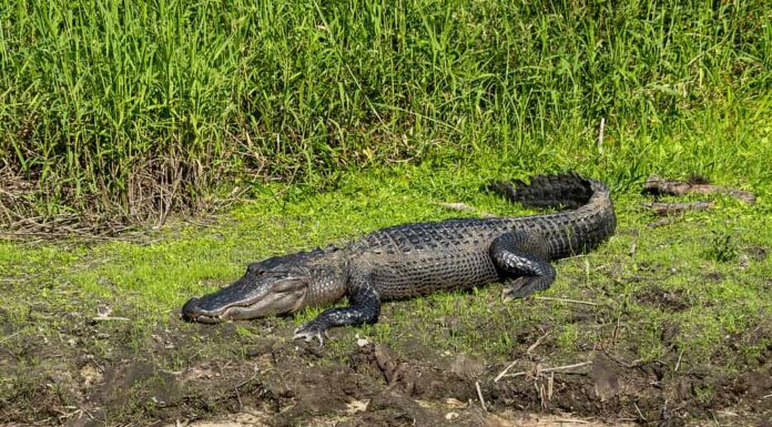 L'alligatore si crogiola al sole su una riva erbosa in Florida