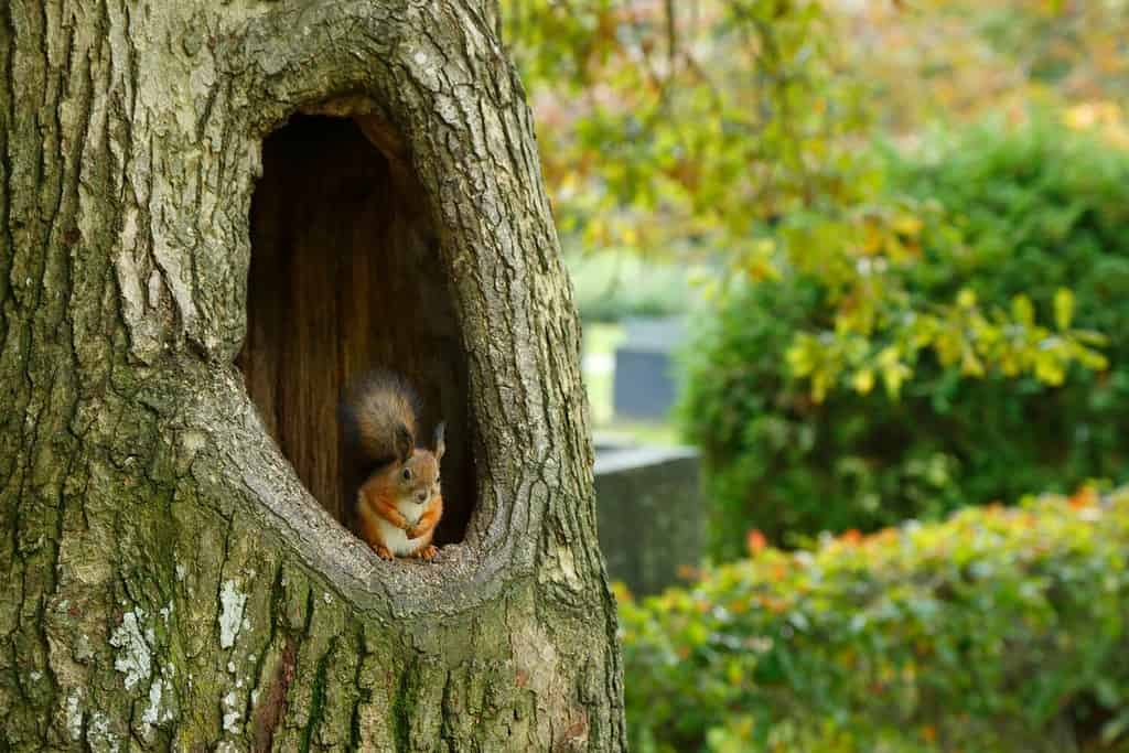 Lo scoiattolo si trova in un grande buco nel tronco di una quercia - Gli animali selvatici sono attratti dalle querce.