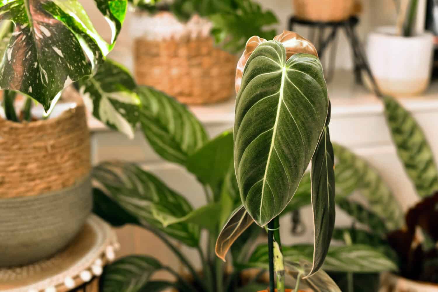 Primo piano della foglia della pianta domestica tropicale 'Philodendron Melanochrysum' con altre piante sullo sfondo