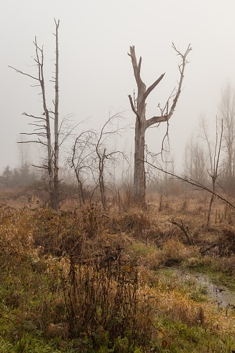 Zona umida del parco ambientale con sagome di alberi nella nebbia in autunno
