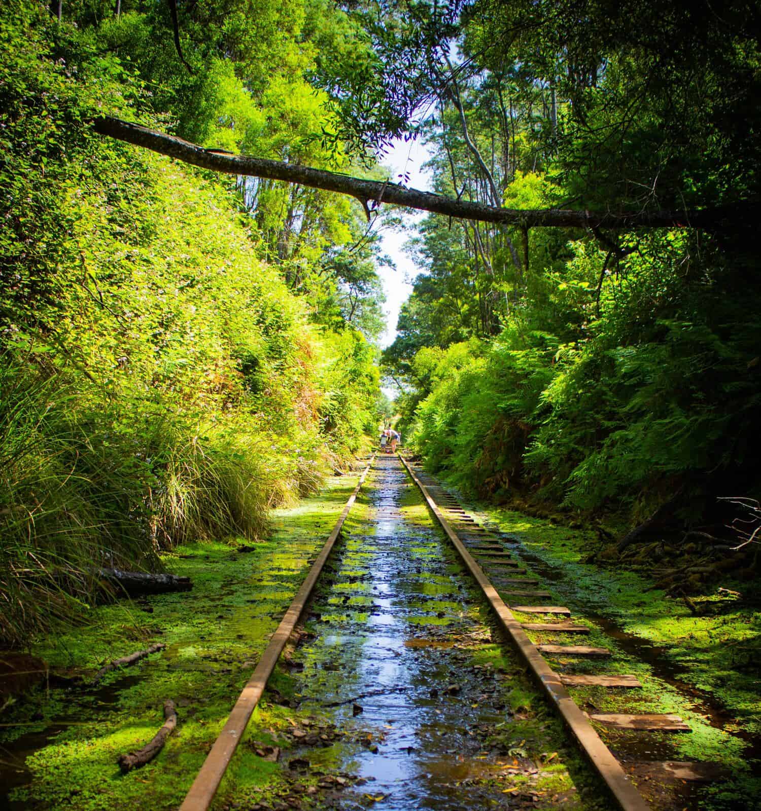 Tunnel ferroviario abbandonato in Tasmania