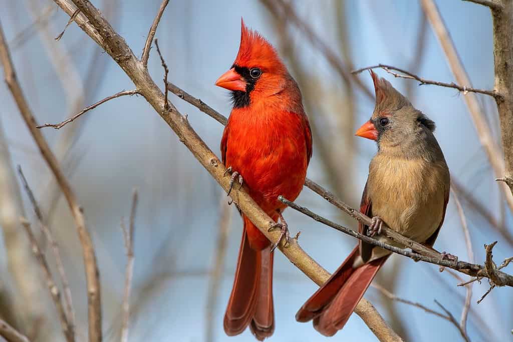 I compagni cardinali settentrionali si sono appollaiati sui rami spogli durante una fredda giornata ventosa in Louisiana