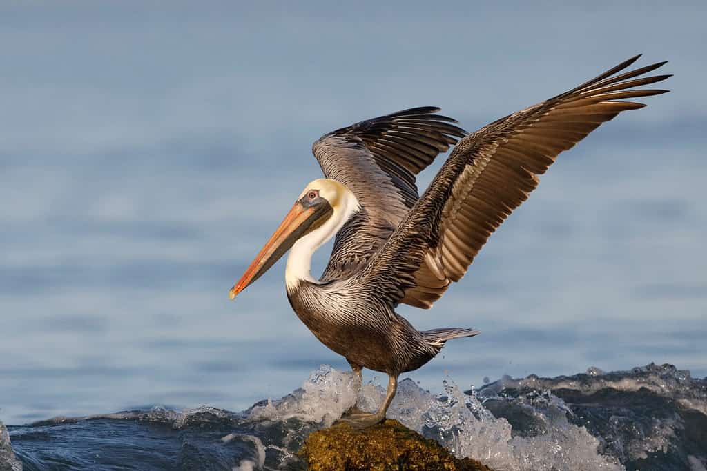 Pellicano bruno (Pelecanus occidentalis) che usa le ali per bilanciarsi mentre un'onda si schianta sulla sua roccia - Venice, Florida