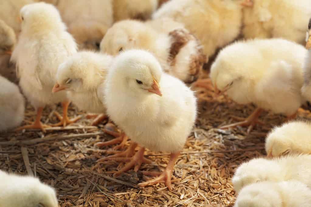 Pollo in un allevamento di pollame