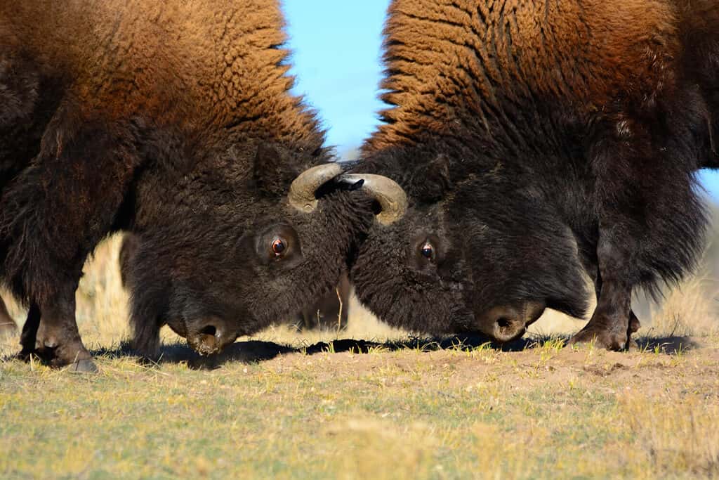 Due bisonti maschi alfa che si scontrano con la testa per dominare l'udito, con le corna serrate insieme in battaglia su un campo erboso con cielo azzurro.