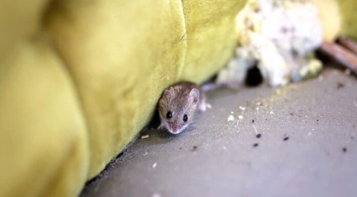 5 segnali che indicano la presenza di topi in soffitta: consigli per la rimozione, preoccupazioni per la sicurezza e prevenzione
