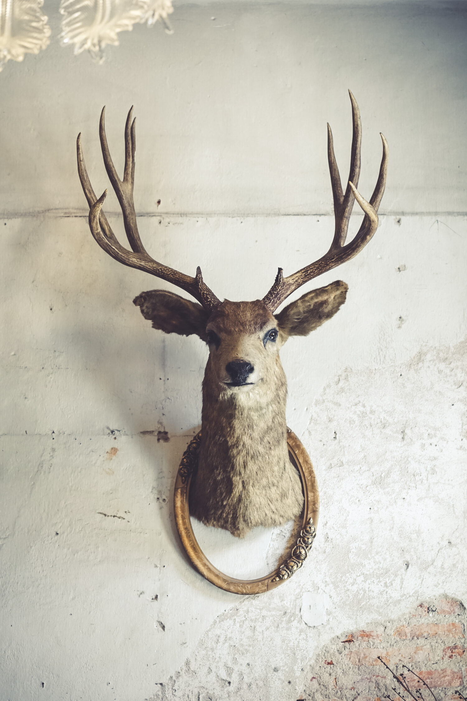 Testa di cervo sul muro.  Animale di tassidermia di una testa di cervo e cornice vintage sul vecchio muro di mattoni marcio.  Stile vintage.