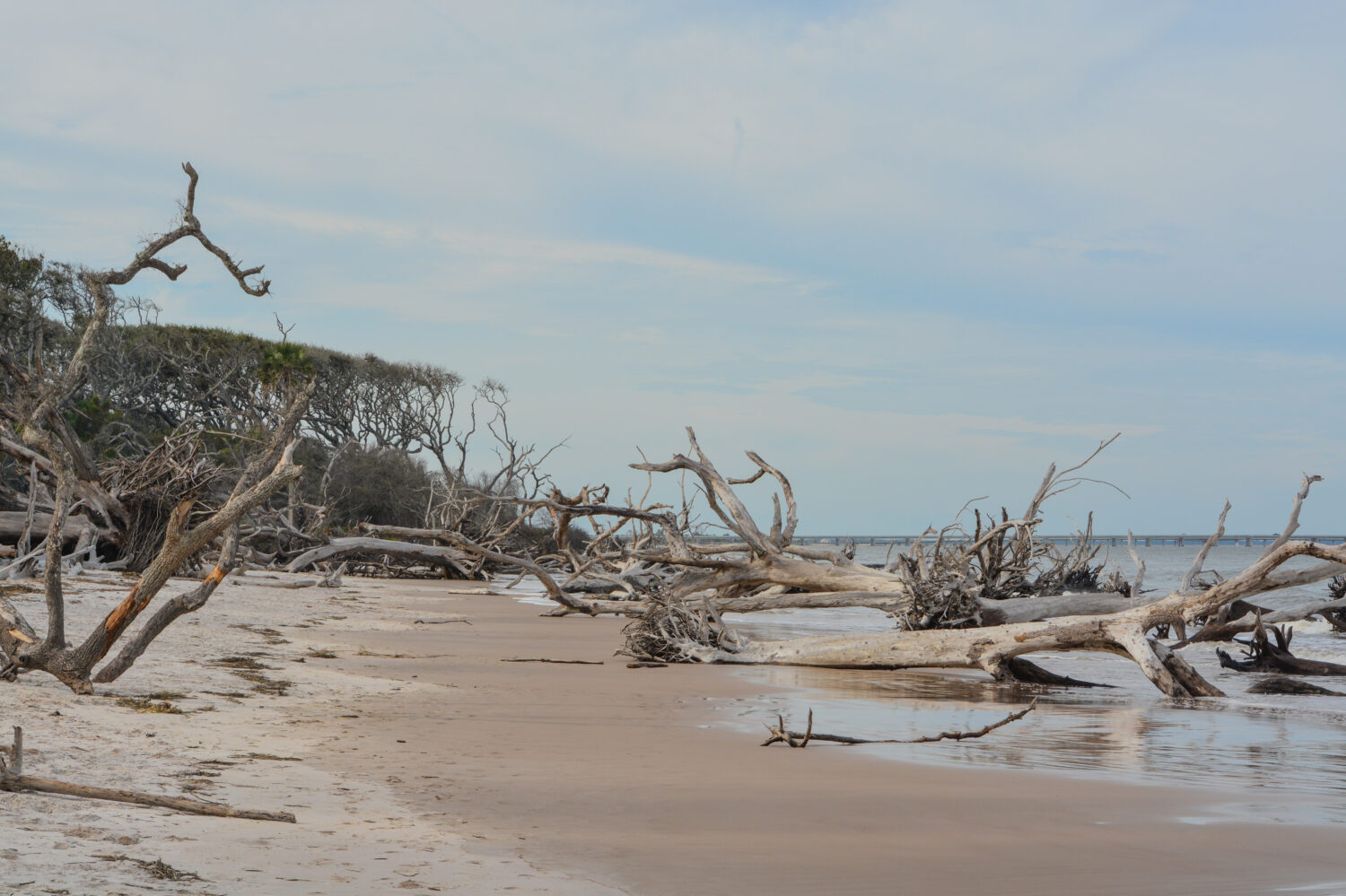 Driftwood Beach, Big Talbot Island State Park, contea di Duval, Oceano Atlantico, Florida 