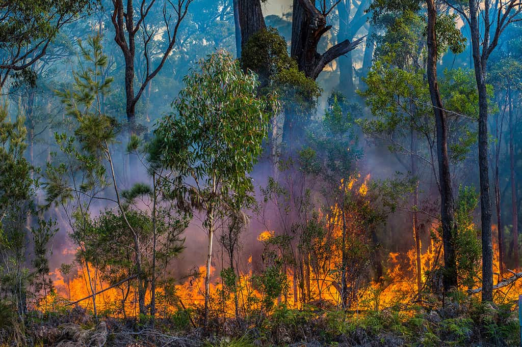 Torna a bruciare.  i vigili del fuoco rurali effettuano incendi controllati nei mesi più freddi per evitare grandi incendi boschivi nei mesi caldi dell'anno.