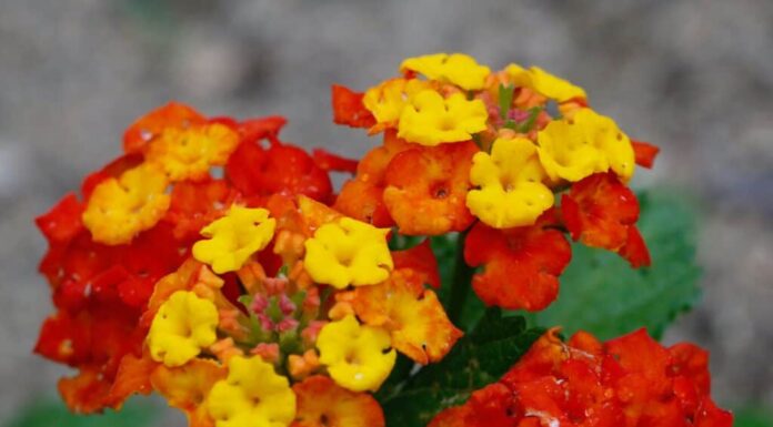 6 fiori colorati che sbocciano in autunno in Texas