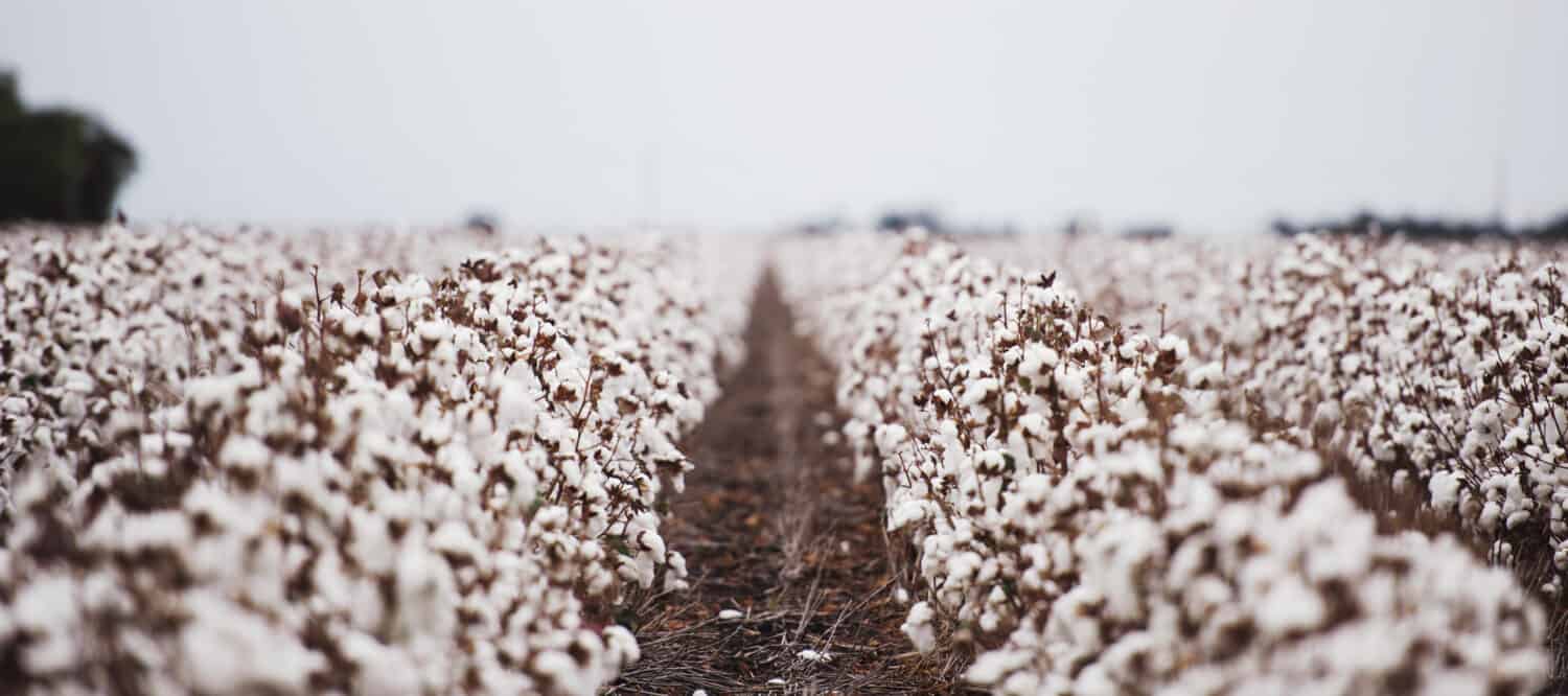 Campi di cotone pronti per la raccolta a Oakey, Queensland