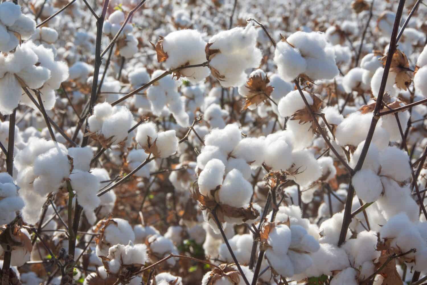 Primo piano del cotone pronto per la raccolta in grandi campi nel sud degli Stati Uniti, capsule mature in primo piano, sullo sfondo di file che si allontanano verso l'orizzonte lontano