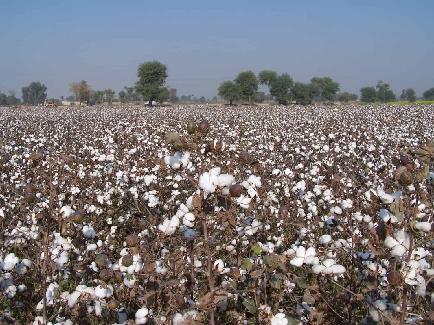 campi di cotone e fiori bianchi del ricco raccolto di cotone in Asia