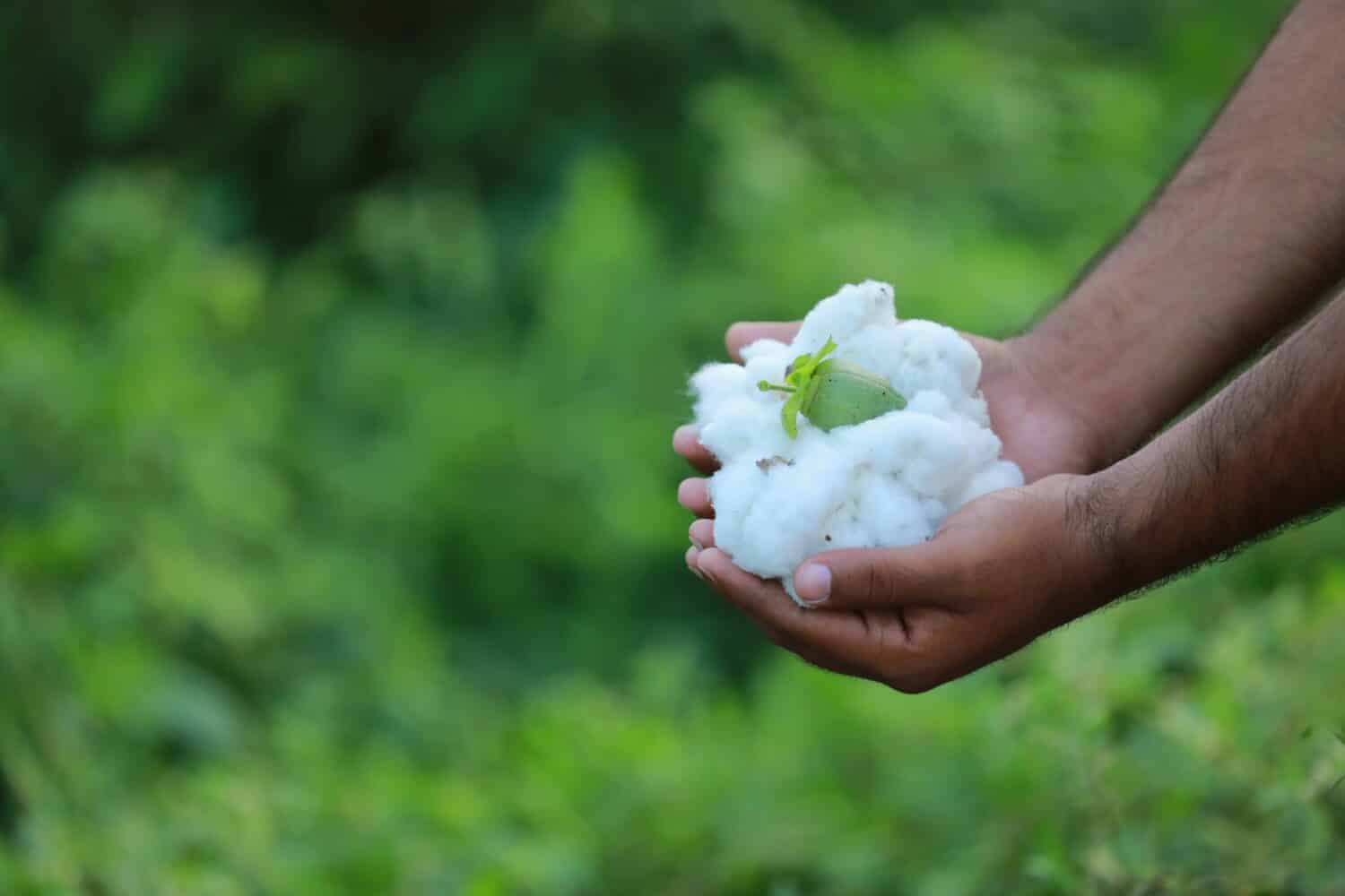 Coltivatore indiano che tiene il cotone in mano, coltivazione del cotone, coltivatore intelligente e giovane, 