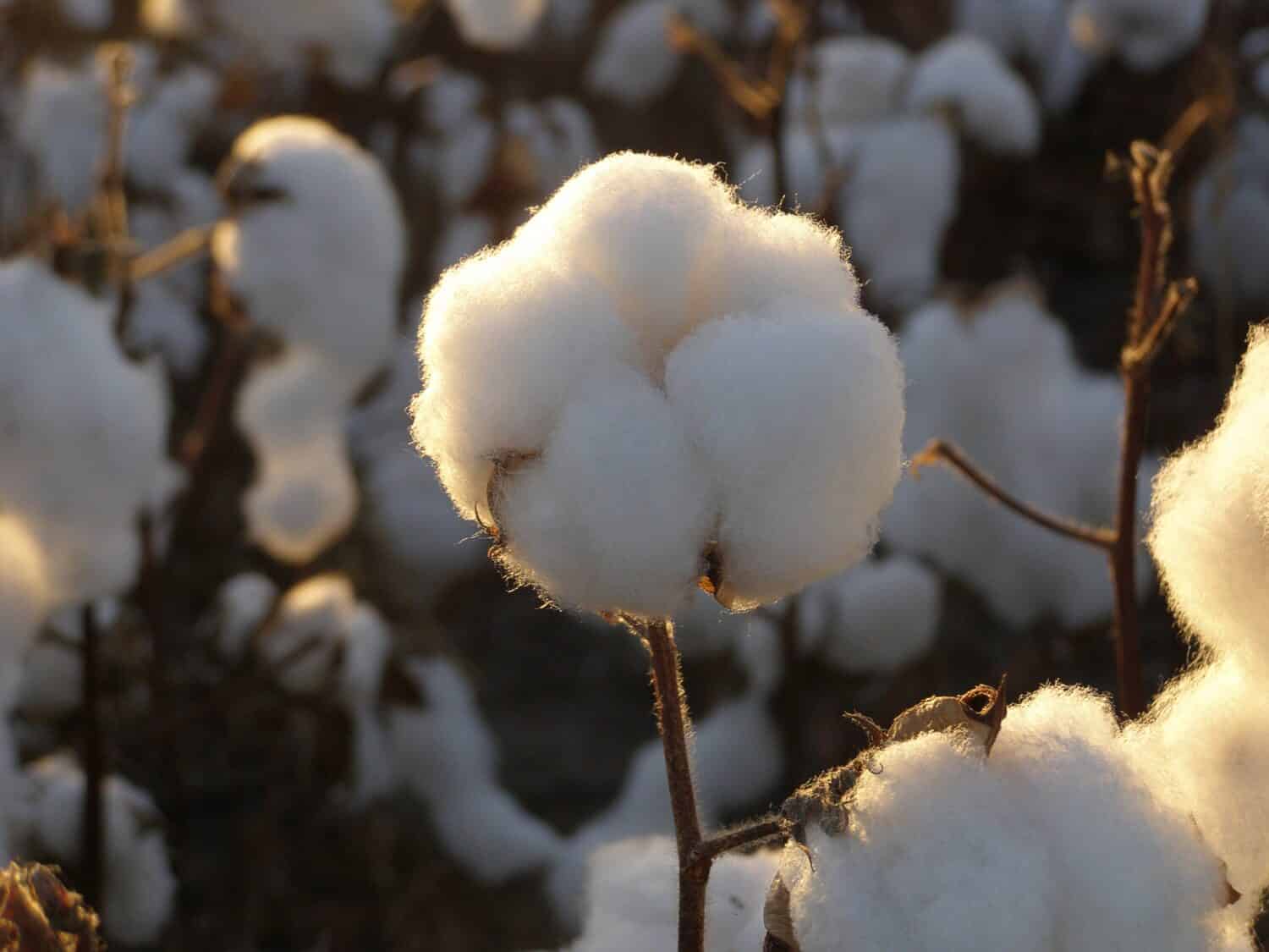 Argentina,provncia del chaco, campi di cotone