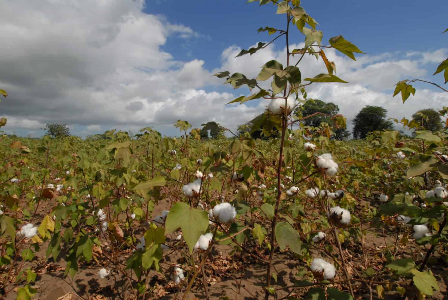 fattoria del cotone