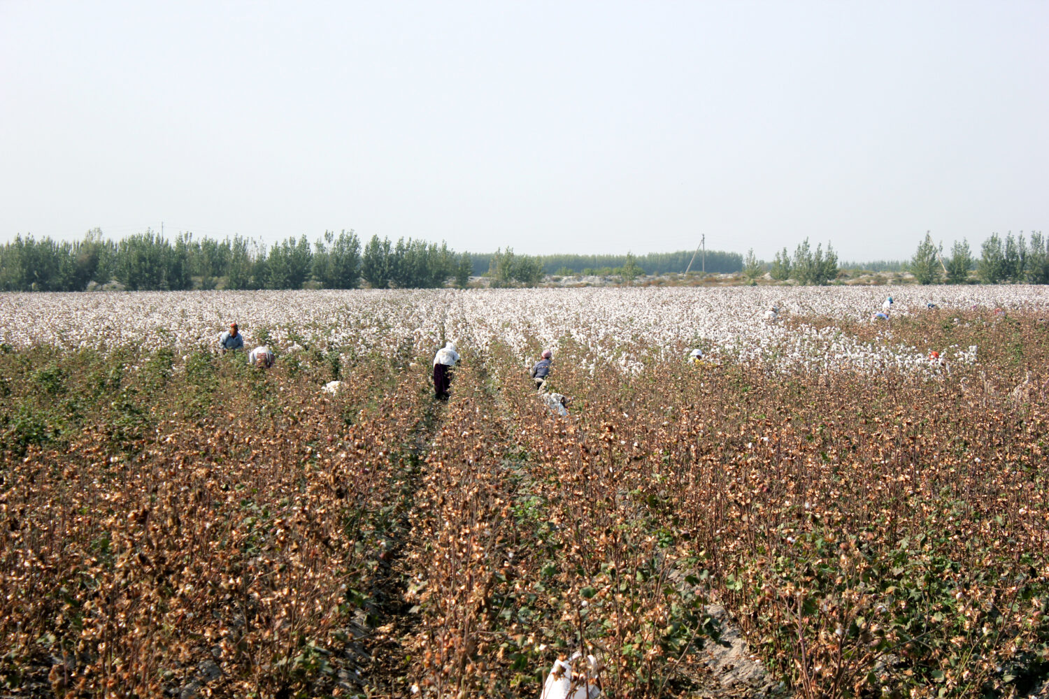 La gente raccoglie il cotone nei campi in Uzbekistan