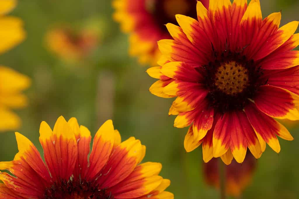 Grandi fiori di coperta che brillano in una giornata piovosa come soli.  Messa a fuoco selettiva.