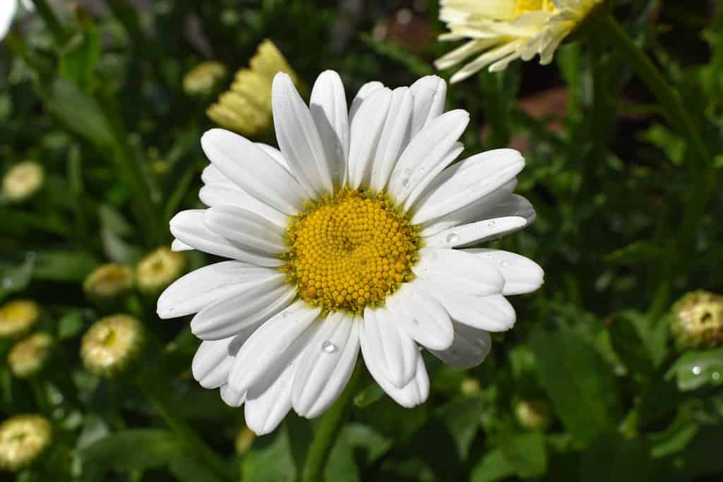 Leucanthemum x superbum 'Becky' Shasta Daisy Fiore bianco