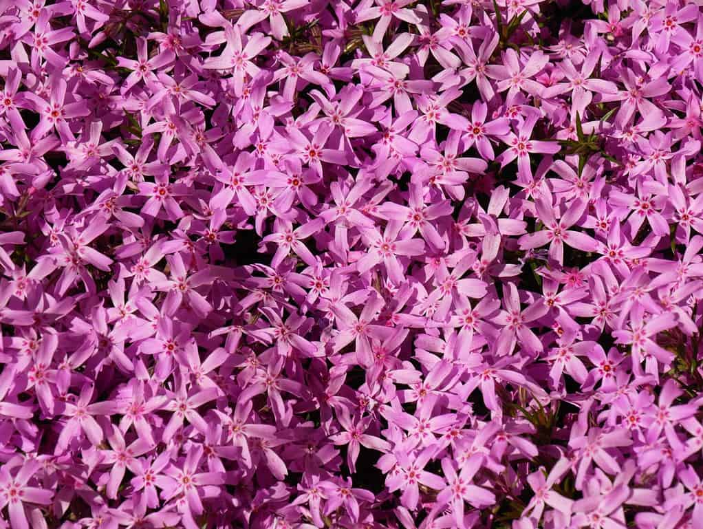 Il flox strisciante rosa in miniatura (Phlox stolonifera) forma un tappeto vivente luminoso.  Vista eccellente per design e carta da parati.  Sfondo astratto.  Vista dall'alto.