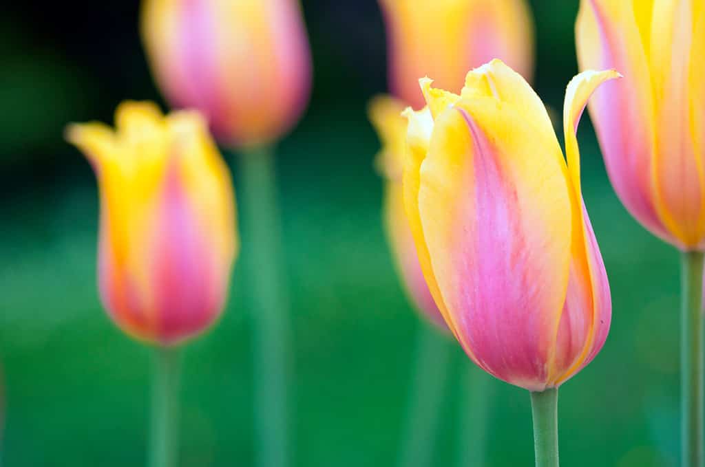 Uno dei primi ibridi di tulipano, Blushing Lady, ha petali gialli con rosa.  Giallo in fiore con tulipani rosa su sfondo sfocato.  Bellissimi fiori come sfondo naturale floreale.