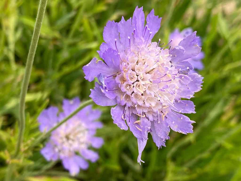 Fiore puntaspilli caucasico (Lomelosia caucasica o Scabiosa caucasica) Fiore puntaspilli, scabious caucasico, Garten-Skabiose o Kavkaska zvjezdoglavka