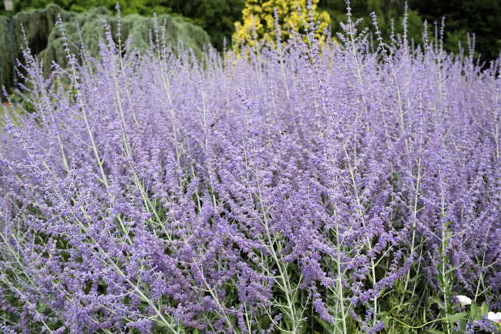 Dettagli della bellissima salvia russa in giardino.