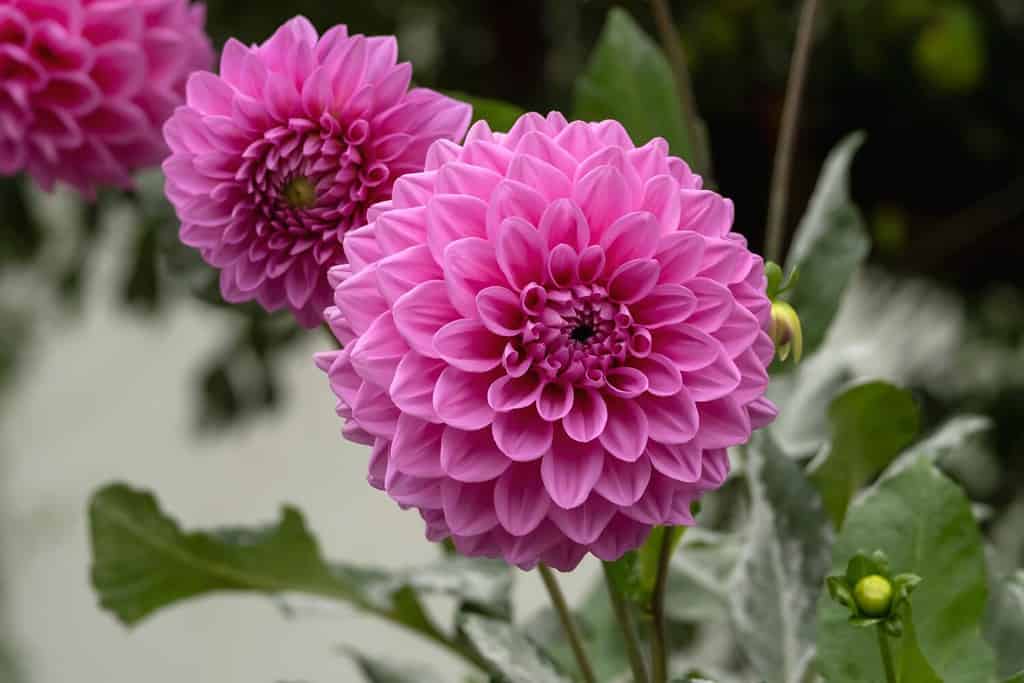 Dahlia Dahlstar Sunset Pink (Dahlia pinnata) fiori rosa intenso