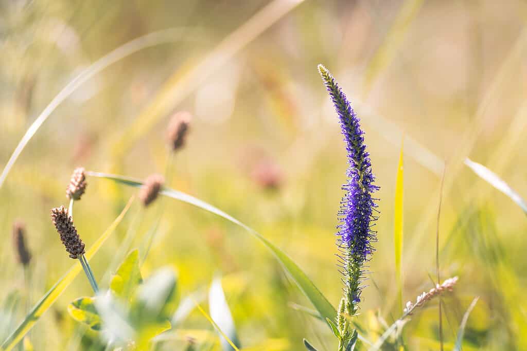 Fiore selvatico