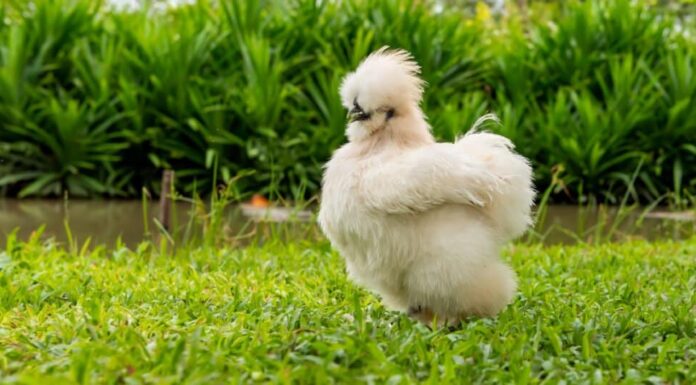 Pollo Silkie che vaga nel cortile