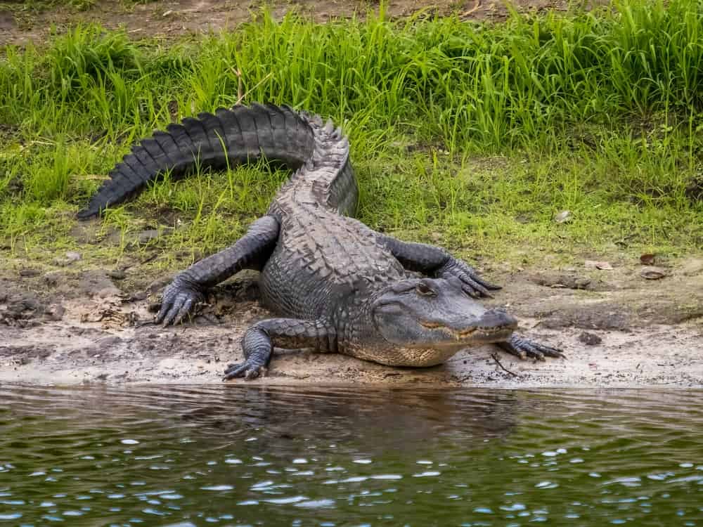Alligatore americano lungo il fiume Myakka nel Myakka River State Park a Sarasota Florida USA