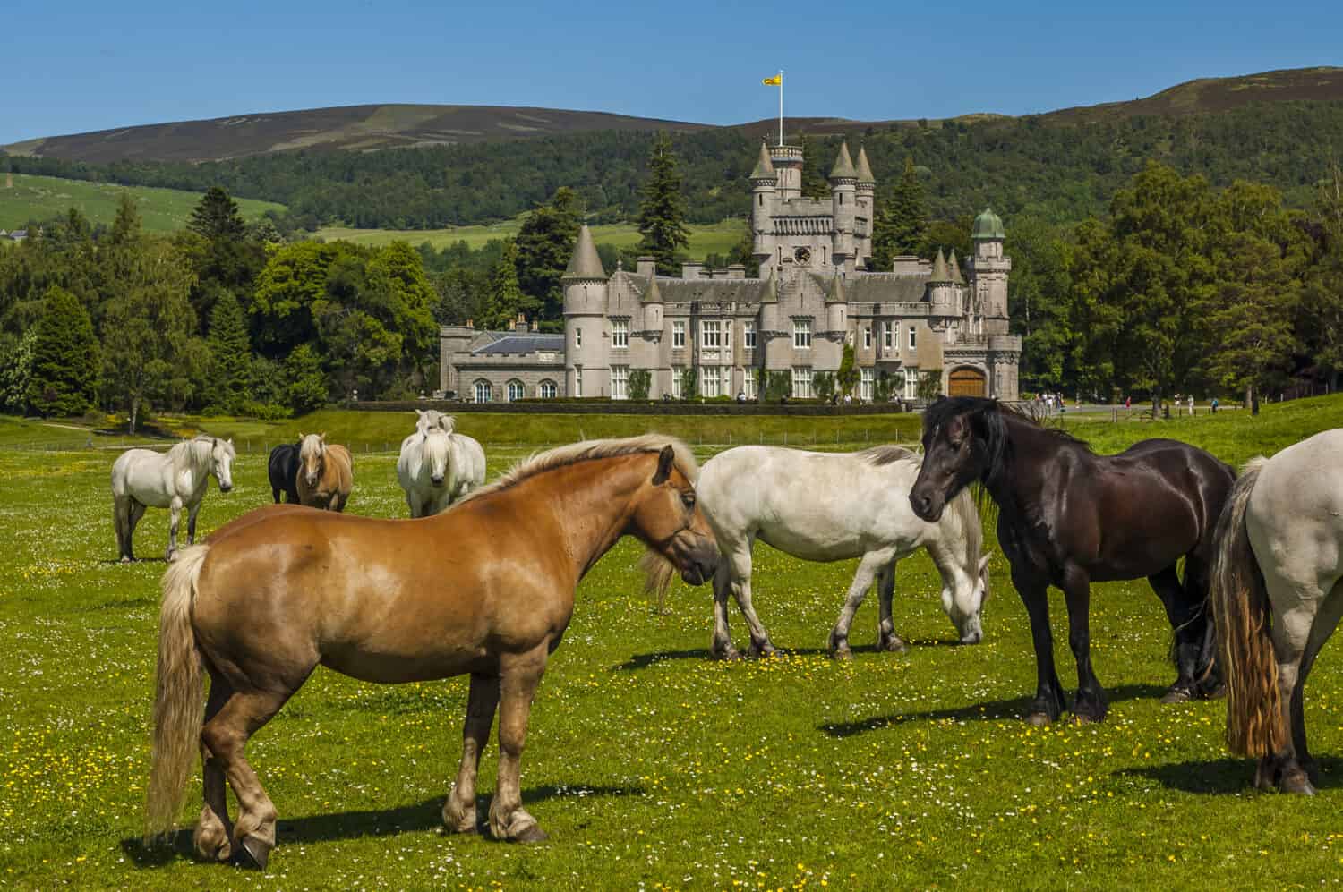 Cavalli vicino al castello di Balmoral, Scozia