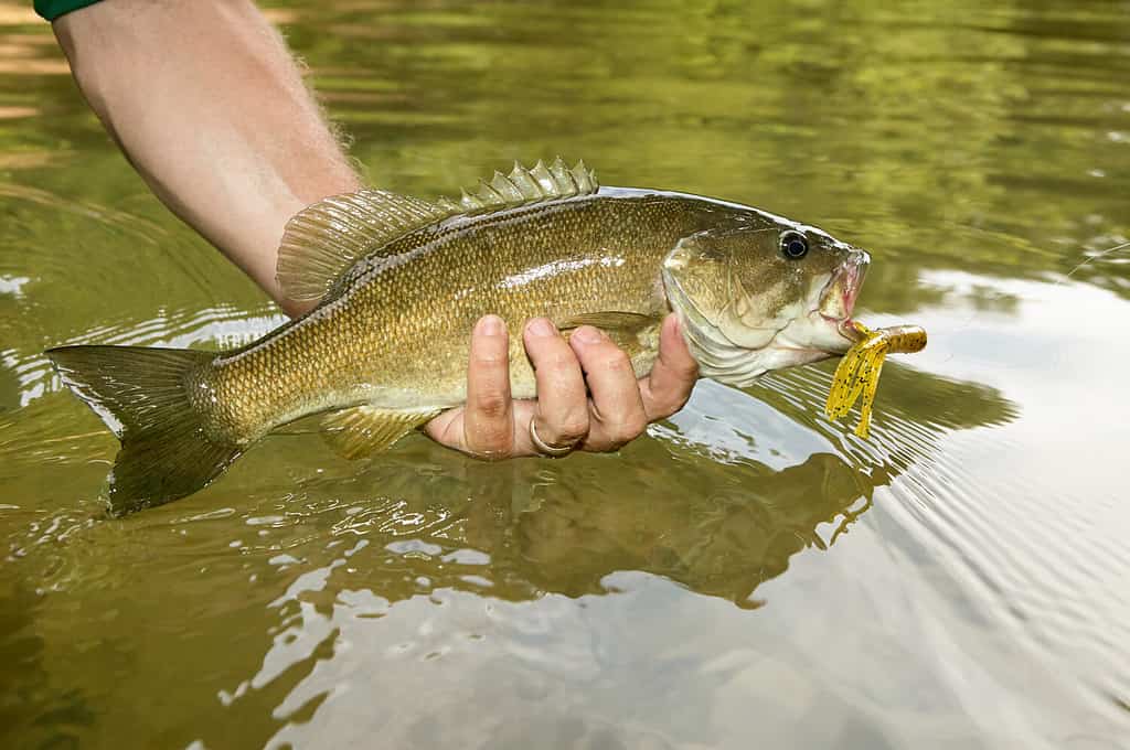 Primo piano su un spigola appena pescato con un flure e un gancio in bocca nella mano di un pescatore che lo espone sull'acqua nel fiume