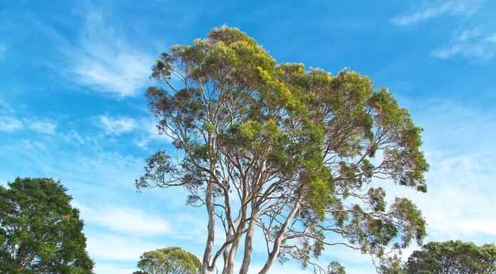 Albero di eucalipto - Alberi originari dell'Australia