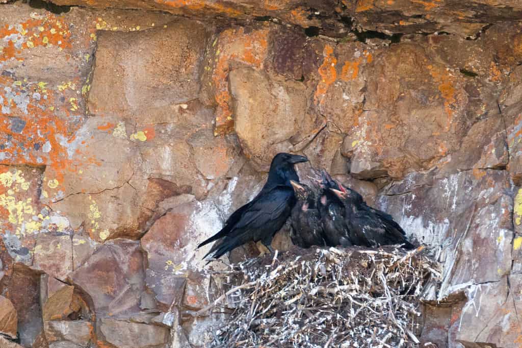 Mamma Corvo nutre i suoi pulcini