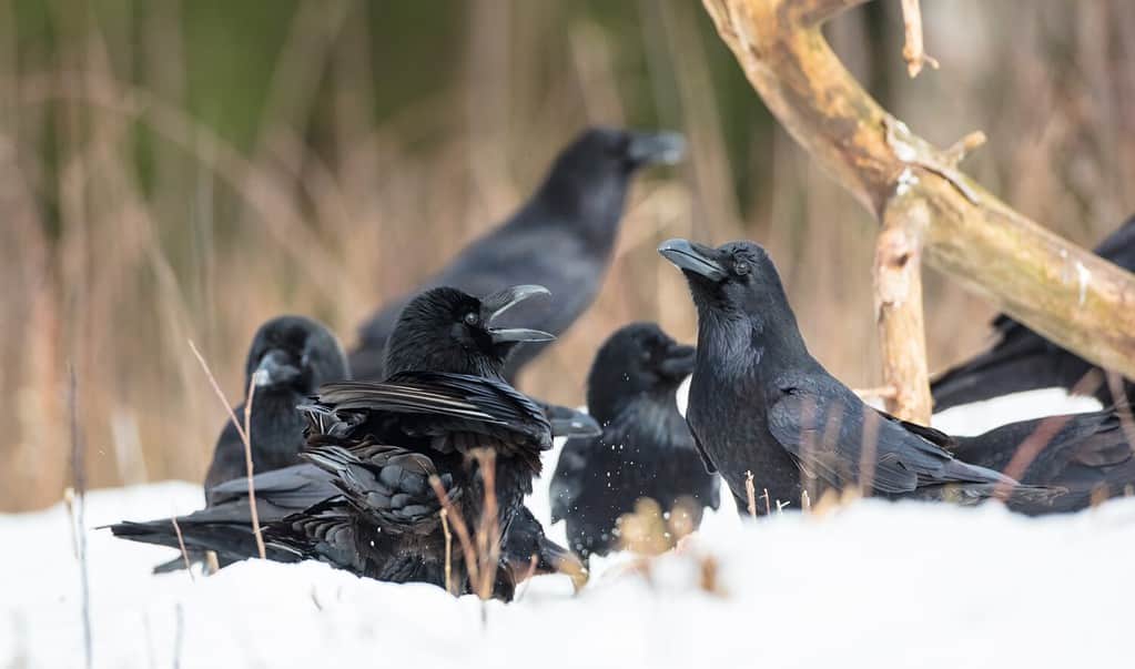 Corvo comune - gruppo di uccelli all'inizio della primavera in una foresta umida