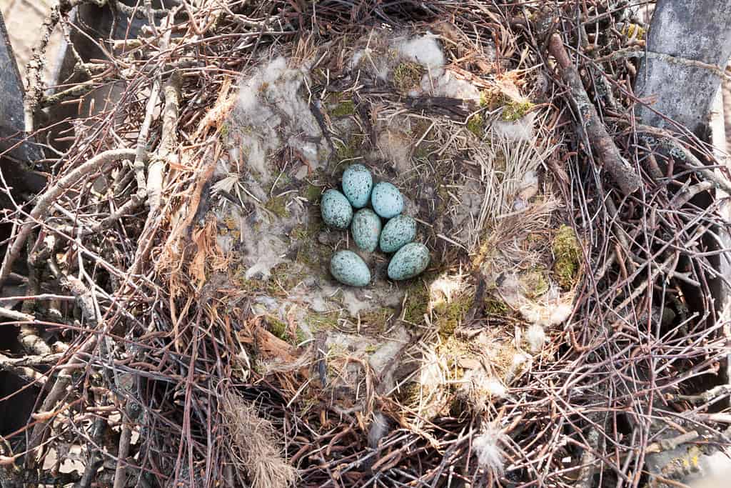 Nido del corax Corvus, corvo comune nella natura