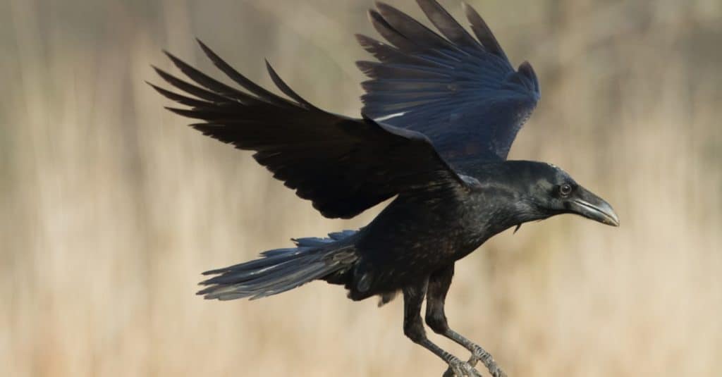 Corvo comune (Corvus corax) che vola sopra un campo.