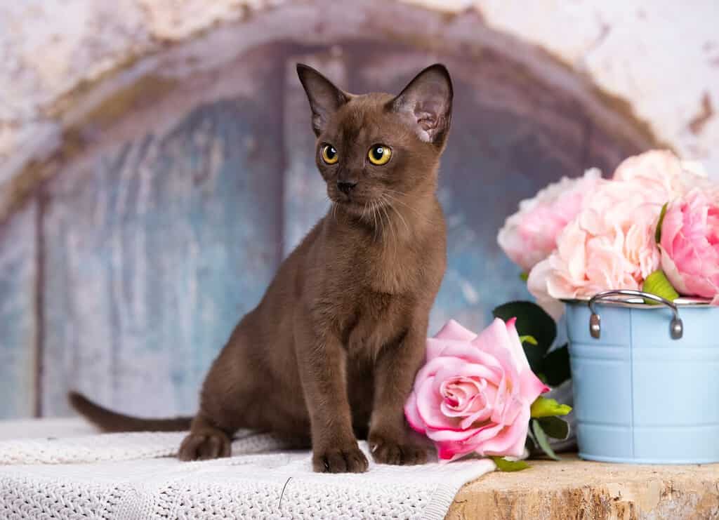 Ritratto del giocoso gatto europeo birmano di circa 3 mesi e fiori rosa