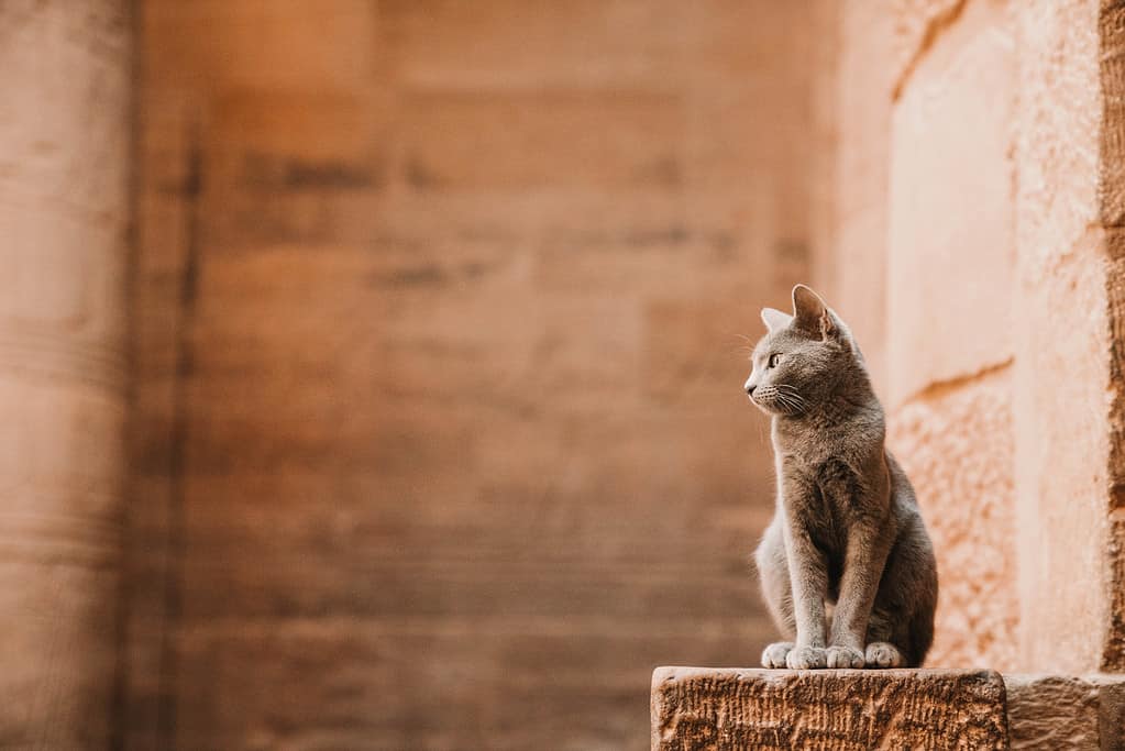 Gatto nel tempio