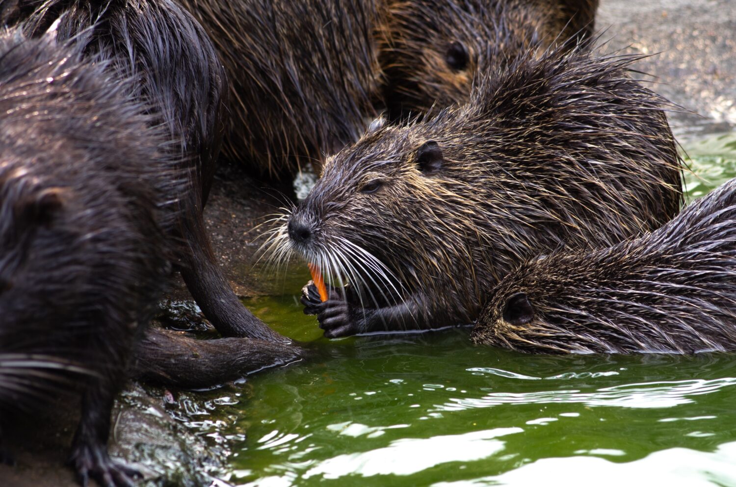 Il topo muschiato sgranocchia il cibo in riva al lago